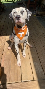 Dalmatian for Stud Listing Image