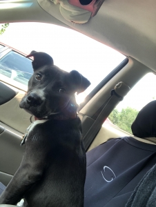 Staffordshire terrier/ blue heeler  Listing Image