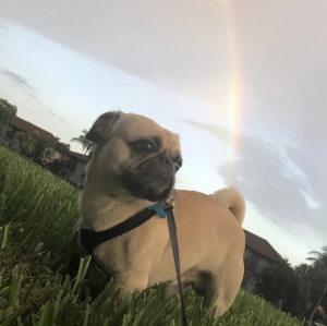 Pug Listing Image