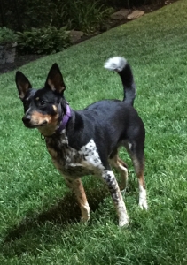 mini australian cattle dogs