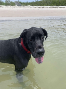 CKC Male dane  Listing Image