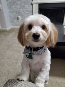 Morkie  Listing Image