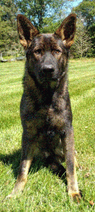 Black Sable German Shepherd Listing Image