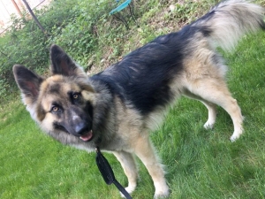 Male German Shepherd Listing Image