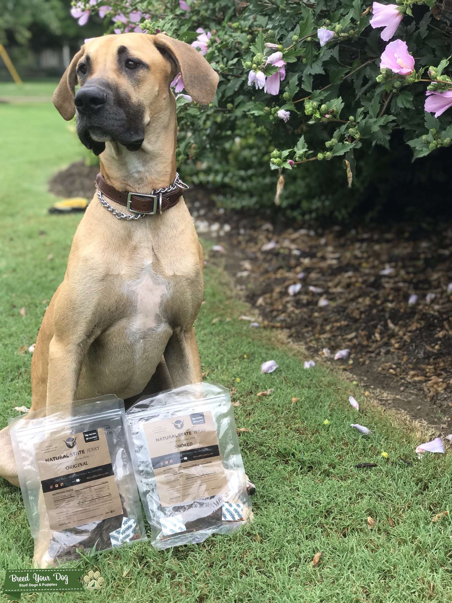 Great Dane Stud Dog Stud Dog in Arkansas , United States Breed Your Dog