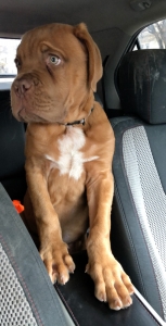 Dogue De Bordeaux Listing Image