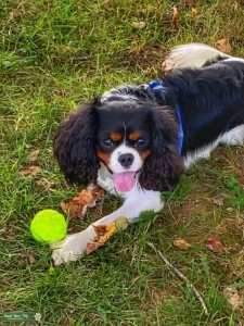 Available for Stud: King Charles Cavalier Spaniel! Listing Image