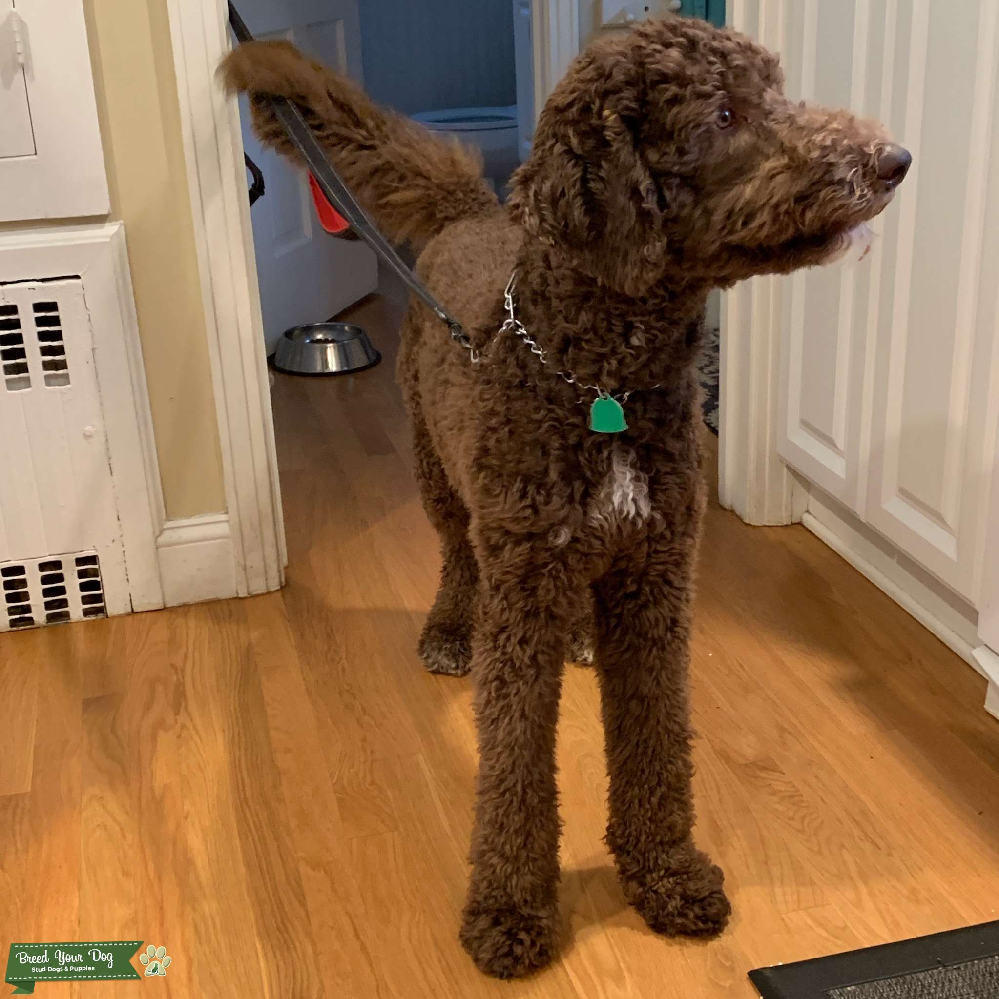 Chocolate Labradoodle Stud Dog in CT, the United States Breed Your Dog