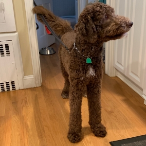 Chocolate Labradoodle Listing Image