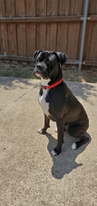 (AKC) Black Boxer w/ White Chest and White Socks Listing Image