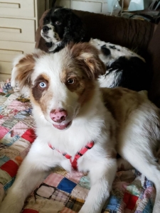 Mini Australian Shepard  Listing Image