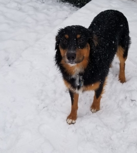 Tri Australian Shepherd  Listing Image