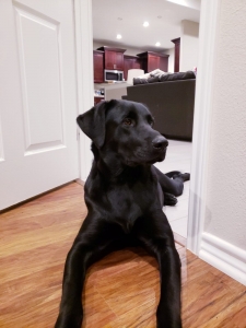 Female Lab for breeding seeking poodle stud *in heat now  Listing Image