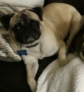 Purebred Pug from China NPA Registered Listing Image