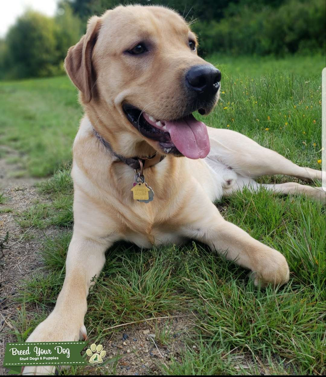 Golden labrador retriever stud Stud Dog in Massachusetts, the United