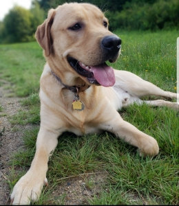 Golden labrador retriever stud Listing Image