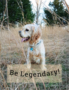Buff Cocker Spaniel  Listing Image