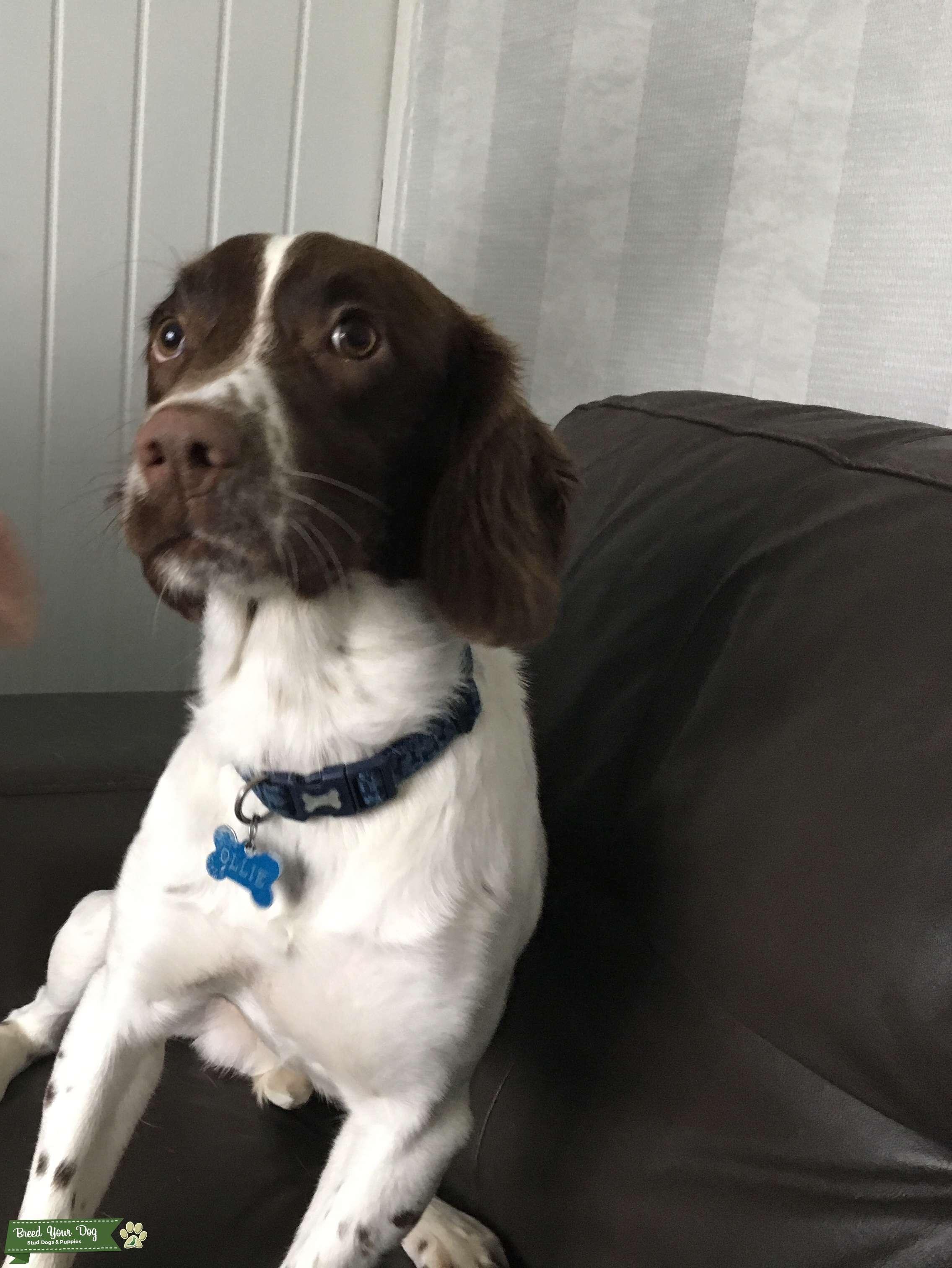 Stud Dog - English springer spaniel - Breed Your Dog