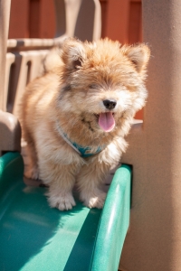 Stud Dog Listing Image
