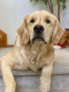 Male Golden Retriever Listing Image