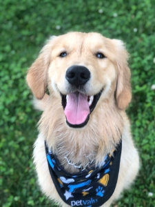 Golden Retriever Listing Image