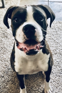 AKC Benjamin Button  Listing Image