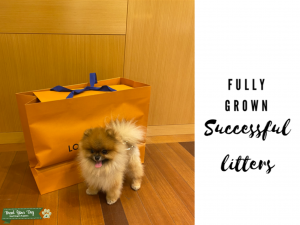 Teacup Pomeranian  Listing Image