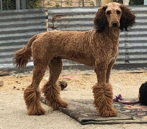 Akc standard poodle stud  Listing Image