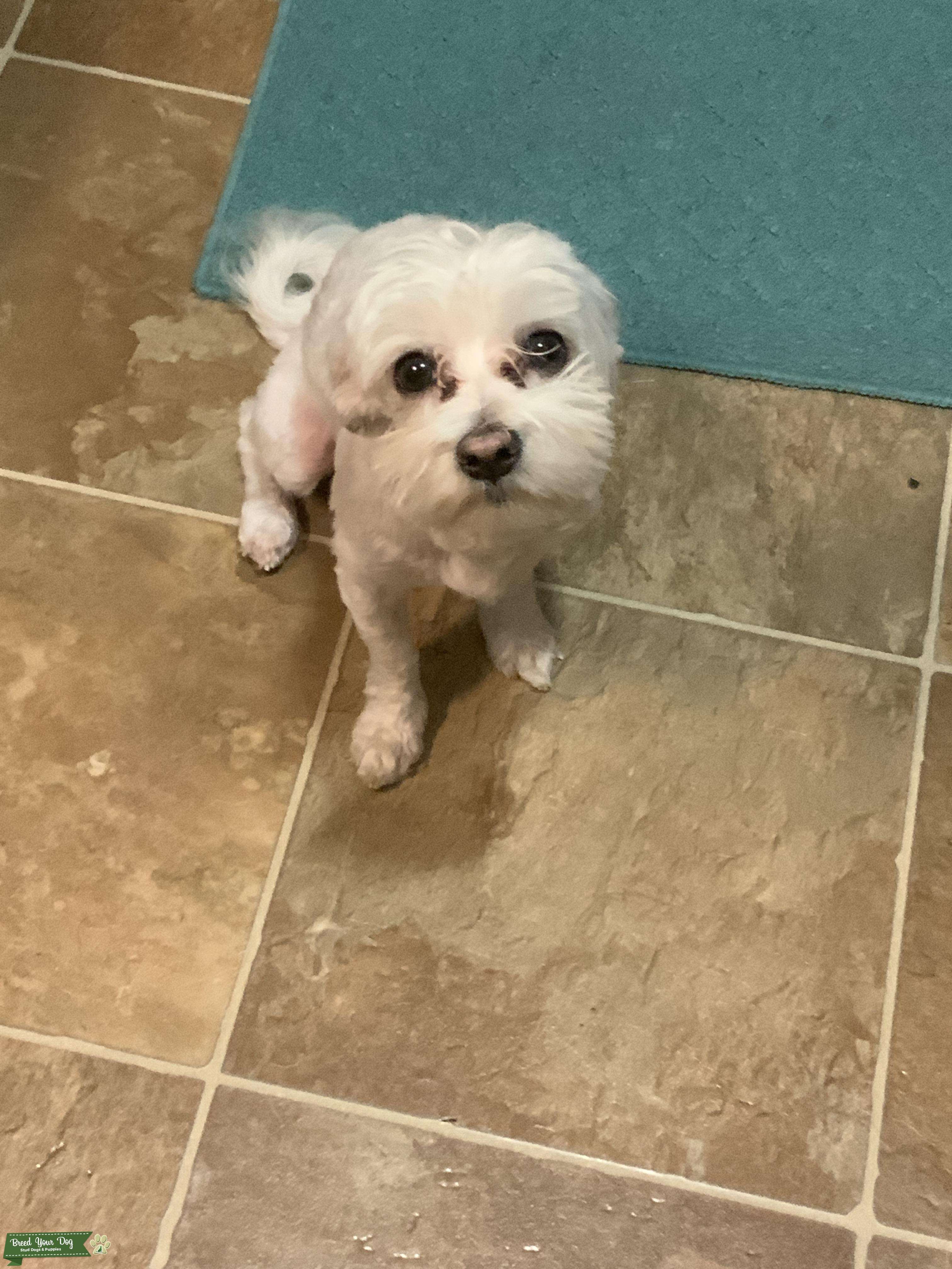 Full blooded Maltese Stud Dog in Clarksville Tennessee , United