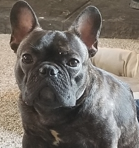 French bulldog stud service  Listing Image