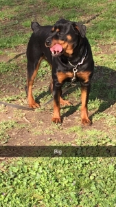 Female looking for stud Listing Image