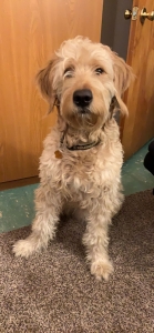 Goldendoodle Listing Image