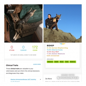 Low content wolf dog Listing Image
