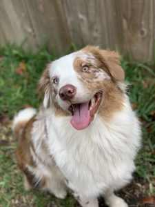 Pure breed Australian Shepherd  Listing Image