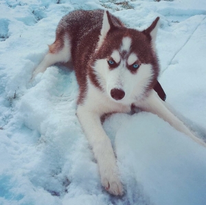 Stud Siberian Husky  Listing Image