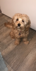 AKC F2 Mini Goldendoodle Listing Image