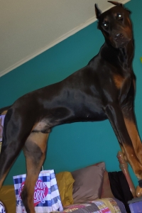 STUD: BEAUTIFUL EUROPEAN DOBERMAN  Listing Image