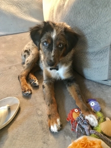 Blue merle, Miniature Australian Shepherd stud Listing Image