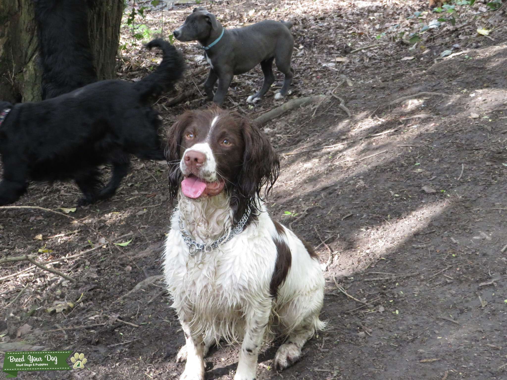 KC English springer spaniel at stud Stud Dog in West Yorkshire , United States Breed Your Dog