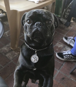 Black Pug Listing Image