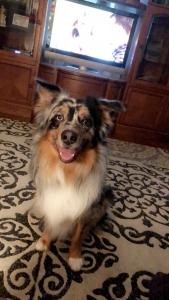 Australian Shepherd Blue Merle Listing Image