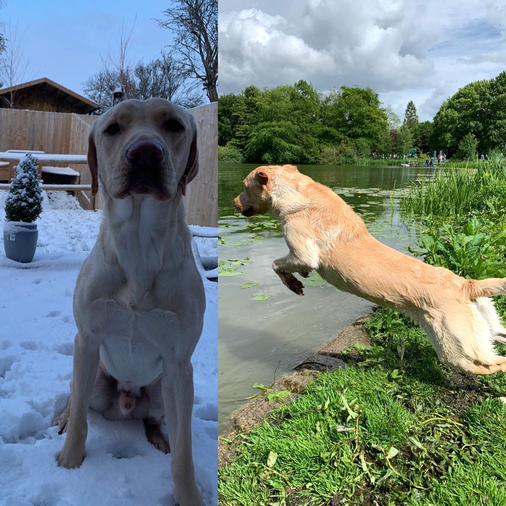 KC Registered yellow Labrador. Proven histroy, good ancestors & good