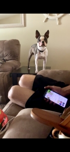 Brindle Boston Terrier Stud Muffin Listing Image