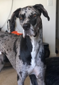 Wonderful Merle Blue Great Dane Listing Image