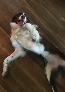 Female Border Collie (rare) Listing Image