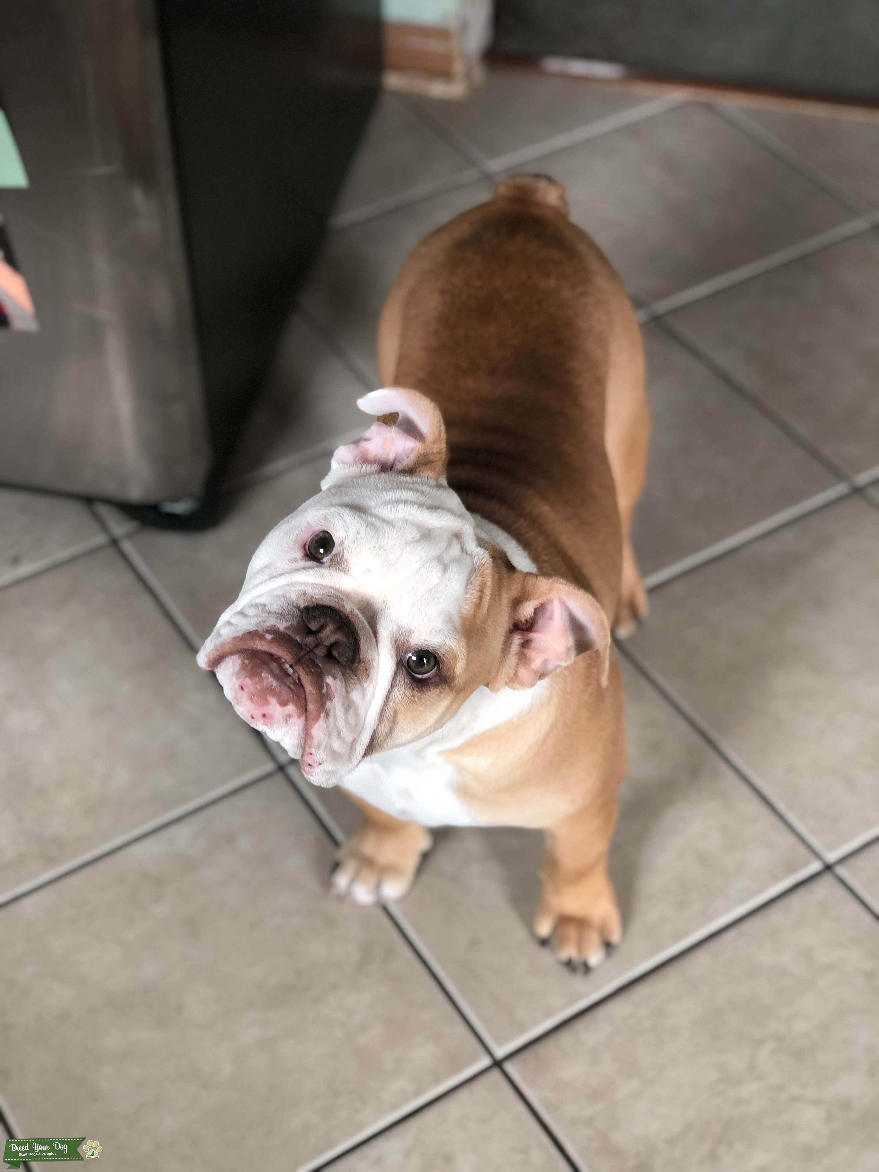 Stud Dog English Bulldog Breed Your Dog