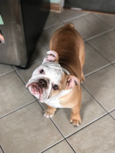 English Bulldog Listing Image