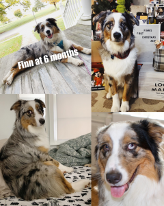  AKC Purebred Blue Merle Australian Shepherd Male Champion Bloodlines Listing Image