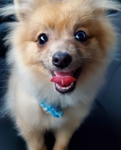 AKC Full breed teacup Pomeranian stud  Listing Image