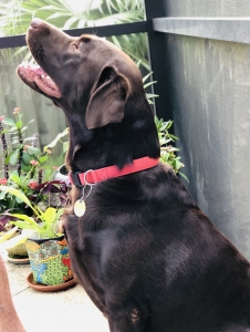 AKC Chocolate Lab Available for Stud Listing Image